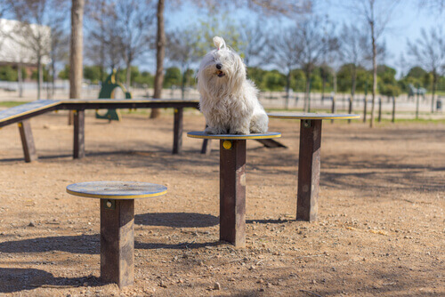 un cagnolino gioca in un parco sterrato