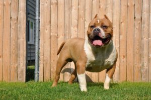 American Bully: storia, caratteristiche e curiosità