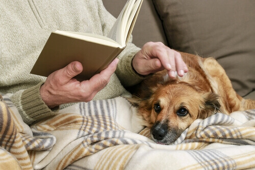 un cane anziano riposa con padrone che legge