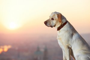 Serve offrire una ricompensa per un cane smarrito?