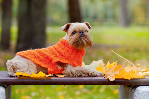 Cane con golfino arancione al parco