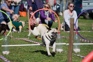 Parchi per cani, più divertimento alle vostre passeggiate