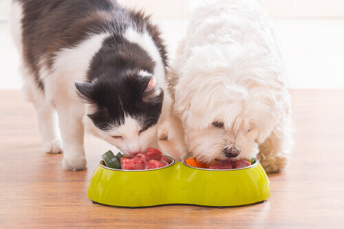 un cane e un gatto mangiano assieme nella ciotola