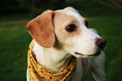 Babesiosi canina: cos'è, sintomi e trattamento