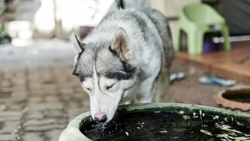 husky con cistite beve dalla fontana