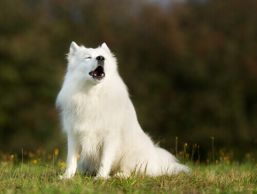 un cane lupo bianco abbaia in un prato