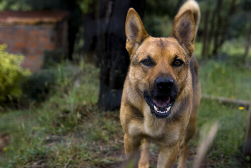 La rabbia nei cani: cos’è, come curarla e prevenirla