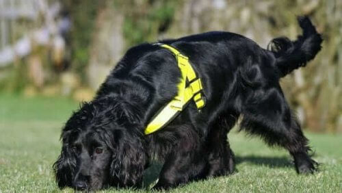 un cane nero annusa una traccia sul prato