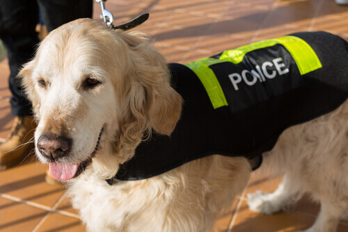 cane poliziotto al guinzaglio