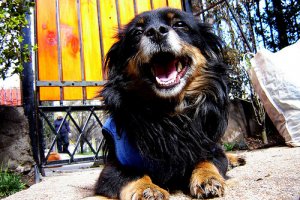 La piometra nelle cagne: sintomi, cause e rimedi