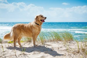 Le migliori spiagge per cani in Spagna e Portogallo