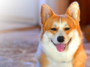 Come capire lo stato d'animo del cane