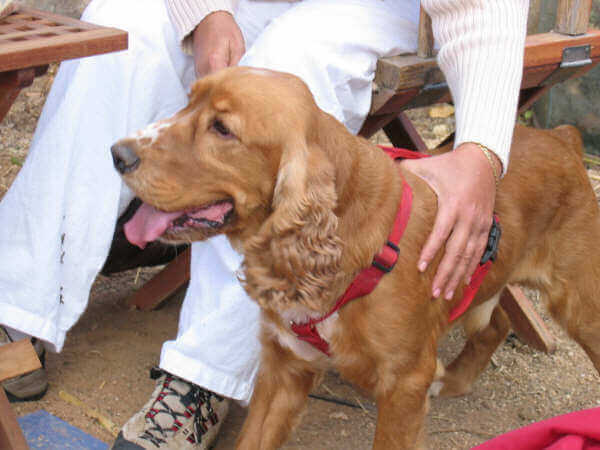 Cocker accanto alla sua padrona seduta