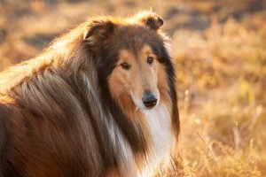 Come evitare il diabete nel vostro cane