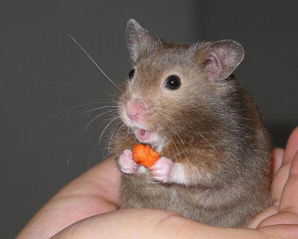 padrone con criceto in mano che mangia carota
