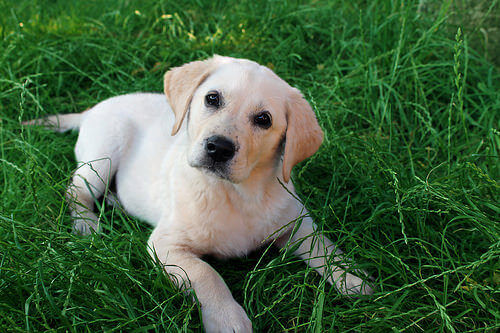 un cuccilo di labrador sul prato