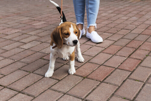 un cucciolo di beagle passeggia con il padrone