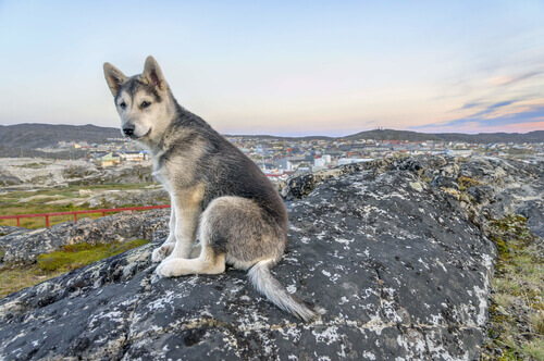 un cucciolo di lupo tra le montagne