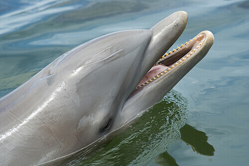 un delfino sorridente