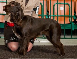 Field spaniel, un cane da caccia docile e socievole