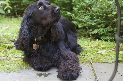 un field spaniel sdraiato
