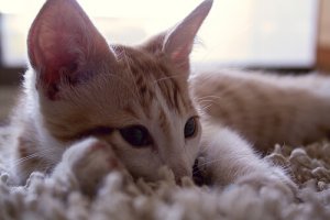 I versi dei gatti: ecco cosa significano