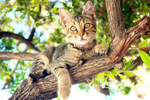 un gatto arrampicato su un ramo