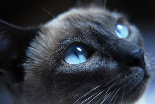 un gatto blu di russia vede di notte