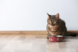 Gli alimenti pericolosi per i gatti: scopriteli con noi!