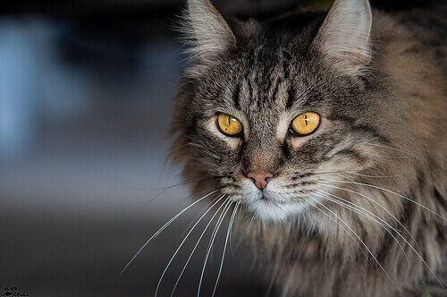 un gatto con occhi gialli