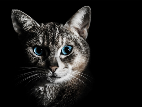un gatto grigio con gli occhi azzurri