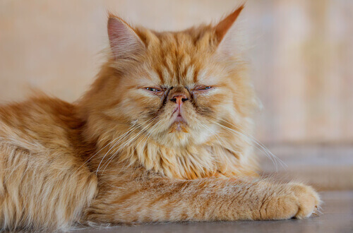 un gatto persiano rossastro anziano