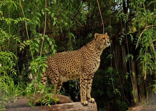 Lo zoo di Buenos Aires diventerà un ecoparco