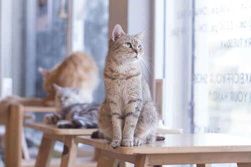 un gruppo di gattini sui tavoli