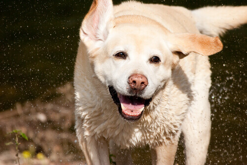 labrador che corre e schizza acqua