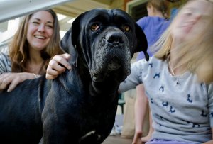 Cinofobia, come vincere la paura dei cani