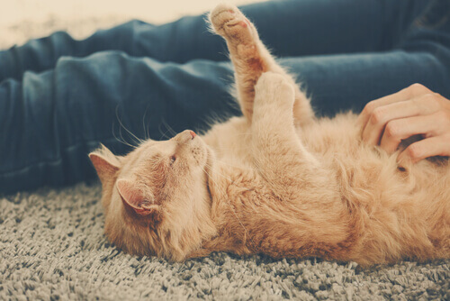 gatto rosso sdraiato sul tappeto vicino al padrone