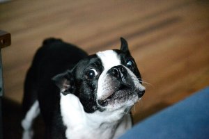 Quando inizierà ad abbaiare il vostro cane?