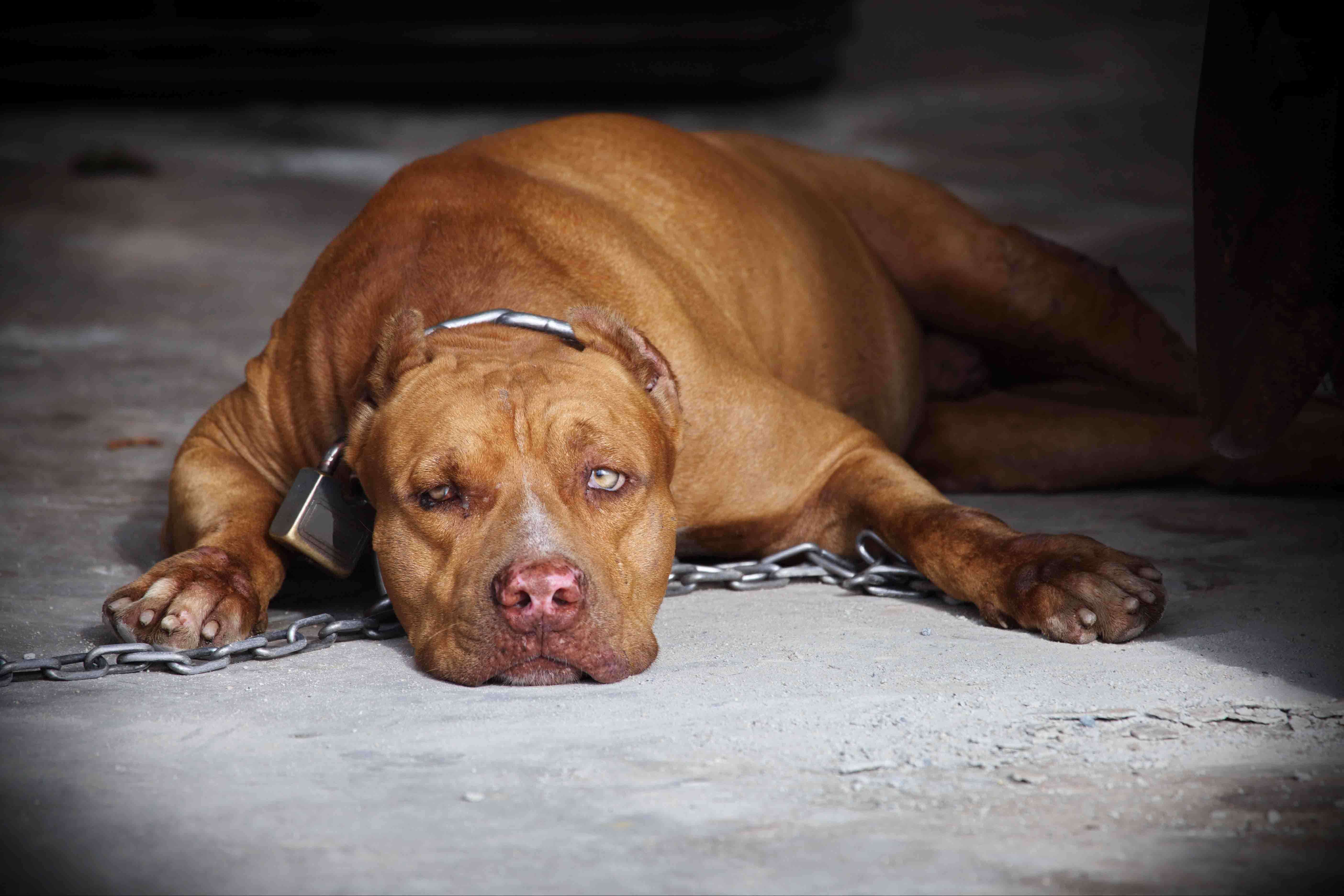 un pitbull incatenato