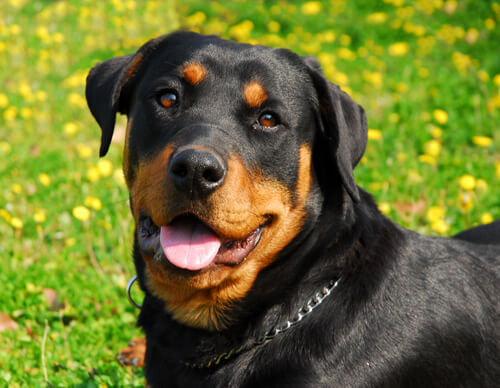 un rottweiler fermo in un prato fiorito