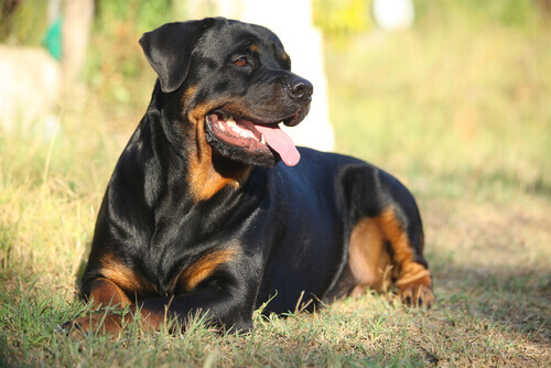 un rottweiler sdraiato in campagna