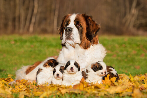 un san bernardo con i suoi cuccioli