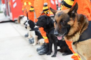 Droni e cani da soccorso insieme, per salvare vite