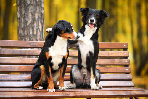 una coppia di cani seduti su una panchina