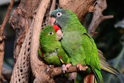 coppia di pappagalli verdi
