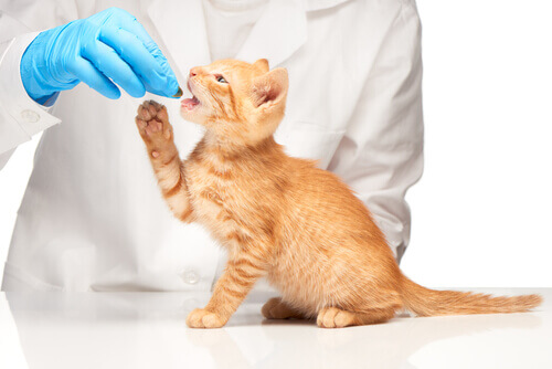 veterinario che dà una pasticca ad un gatto rosso 