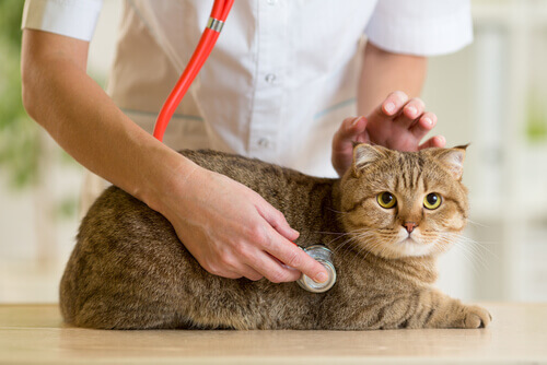 veterinario che visita gatto 