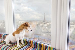 Le 9 migliori destinazioni per viaggiare con il vostro cane