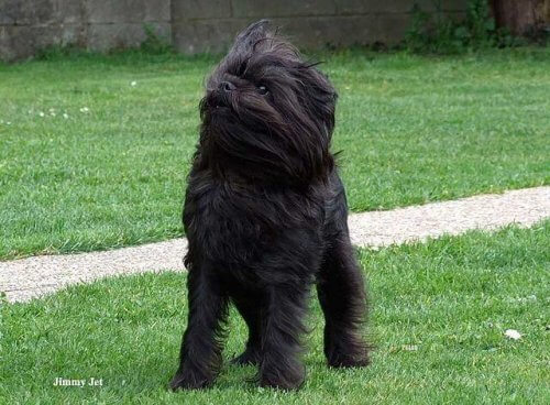 cane razza Affenpinscher nel prato