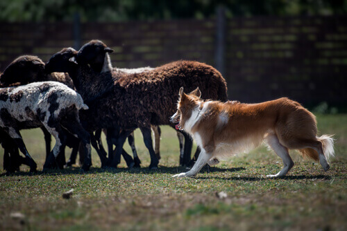 Border Collie che porta al pascolo le pecore